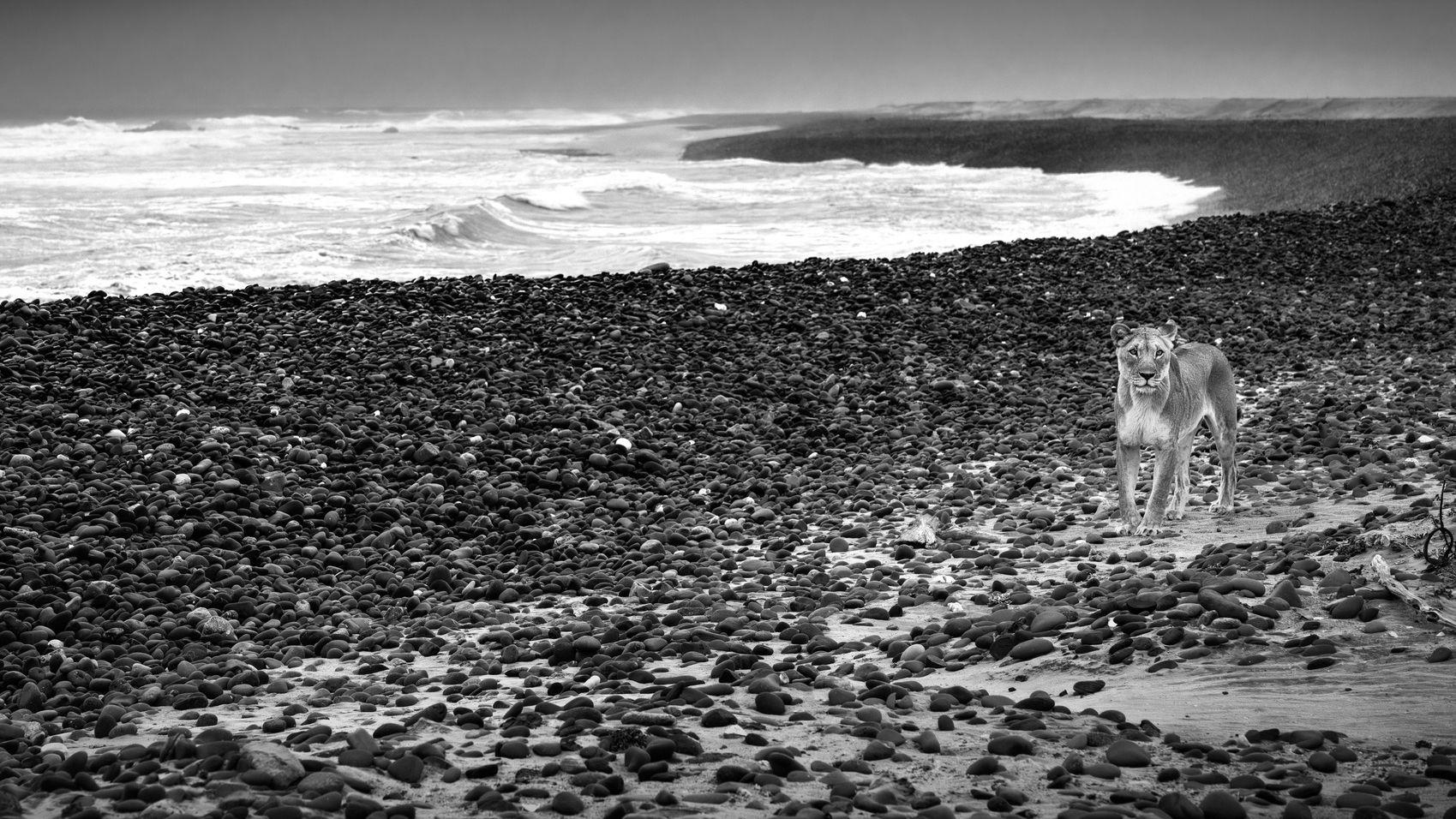 一頭母獅在海灘上行走