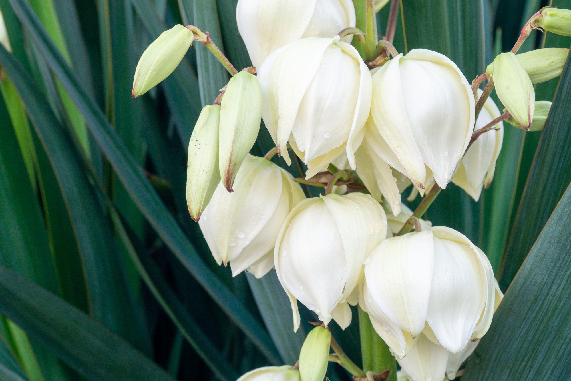 Flores brancas de pétalas grossas, contra o fundo verde das folhas da planta