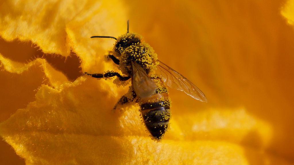 Una abeja cubierta de polen sobre una flor amarilla