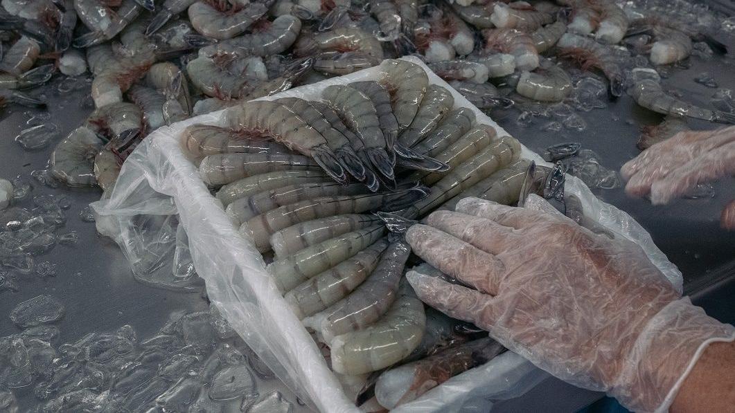 Seorang pekerja mengemas udang untuk dibekukan di fasilitas pembekuan.