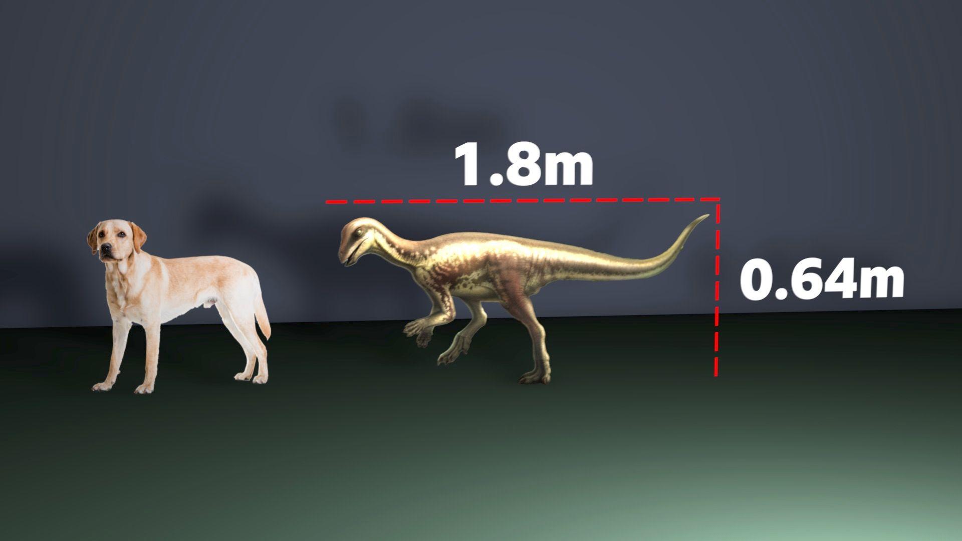 Um gráfico mostrando um labrador ao lado de uma ilustração do dinossauro do Enigmacursor 