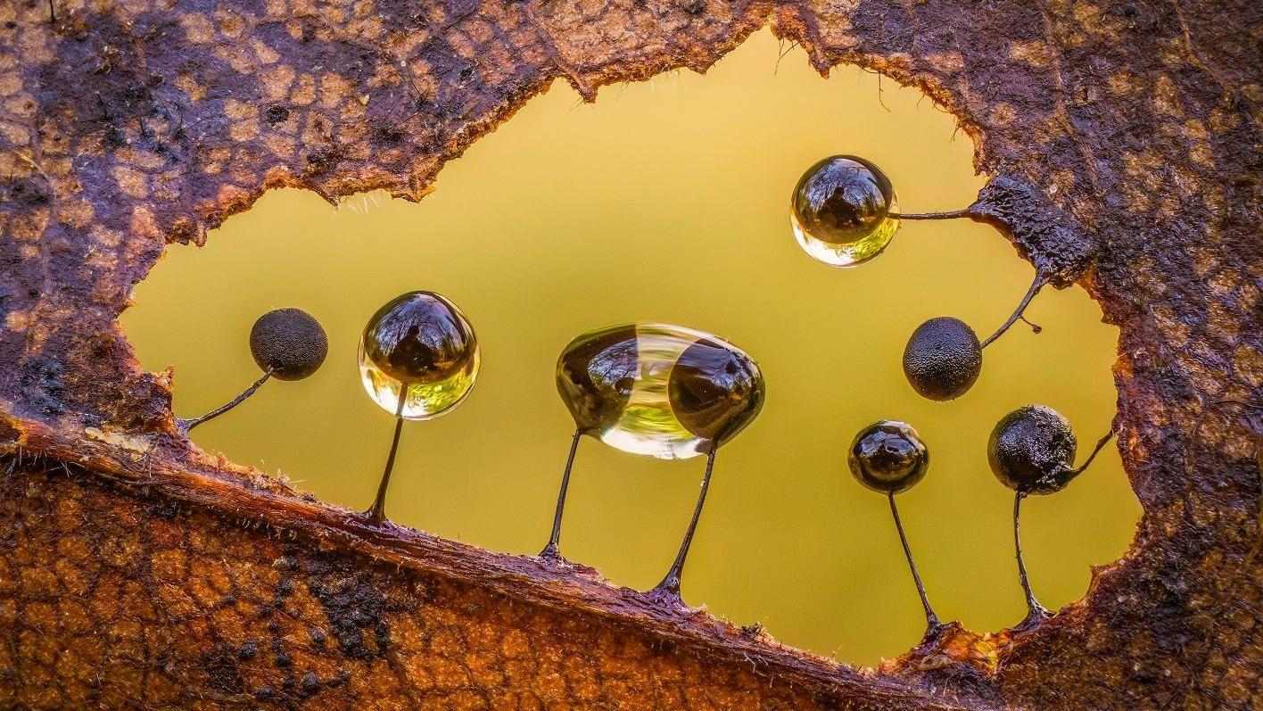 Mohos deslizantes de color oscuro crecen en el agujero de una hoja con gotas de agua aferradas a estos