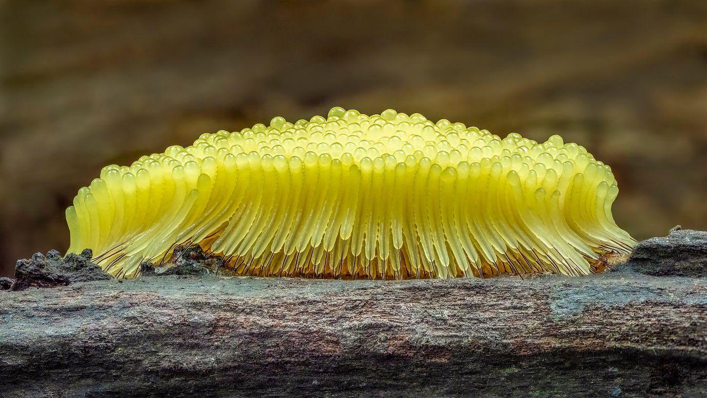 Decenas de mohos deslizantes amarillos agrupados sobre un trozo de madera