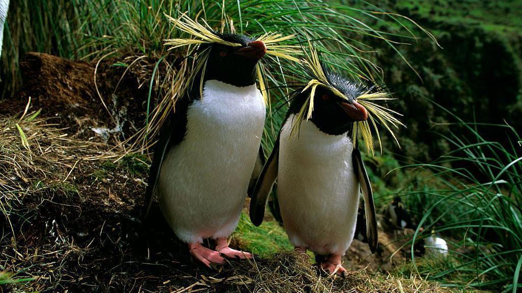 Dois pinguins-de-penacho-amarelo-do-norte em ambiente aberto.