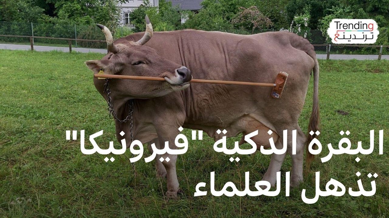 كيف أذهل ذكاء البقرة "فيرونيكا" علماء الأحياء في النمسا؟ 