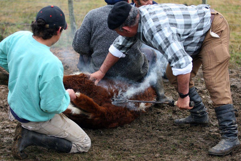 Tres hombres sostienen una vaca mientras un cuarto hombre marca su cuero con una marca de hierro hirviendo.