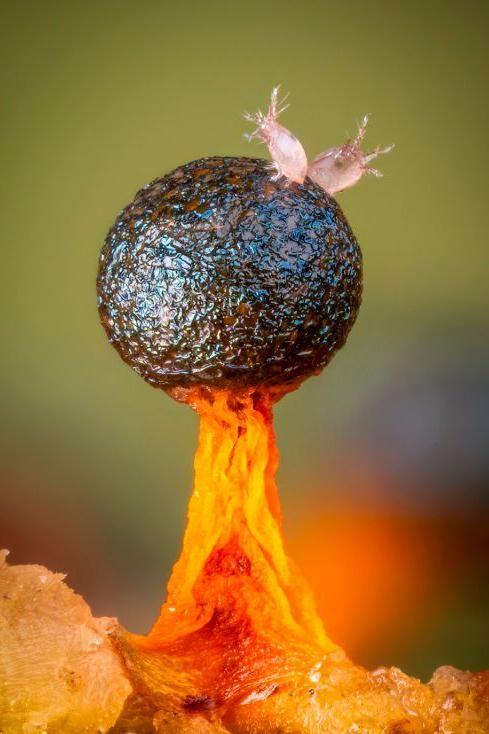 Un moho deslizante esporangio de color naranja y negro con dos ácaros rosados encima