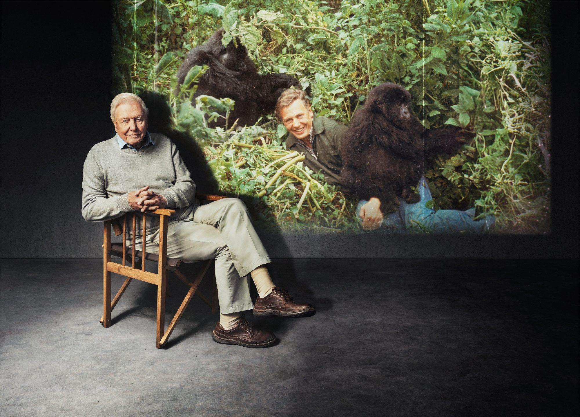 Attenborough sentado en una silla en un estudio, con una proyección detrás que lo muestra una escena en la selva interactuando con gorilas.