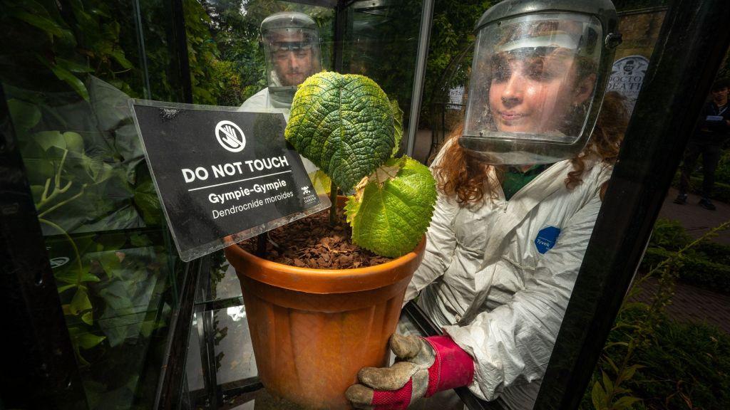 Jardinera del lugar, vestida con traje protector, guantes y máscara, metiendo la planta en la vitrina. 