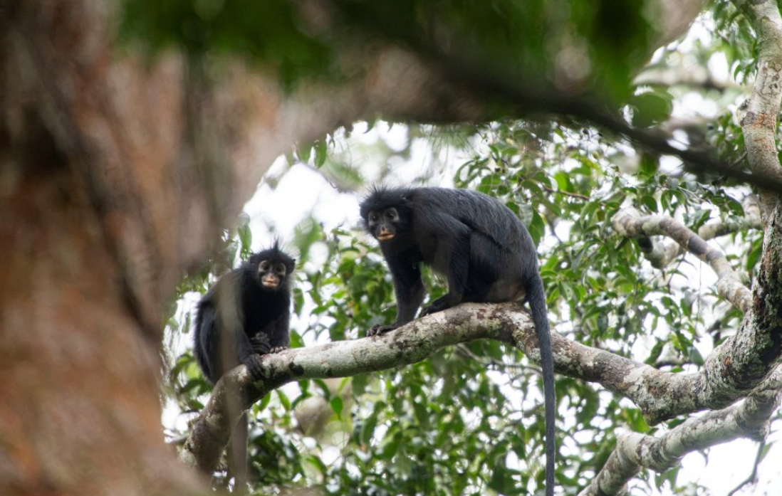 Monos
