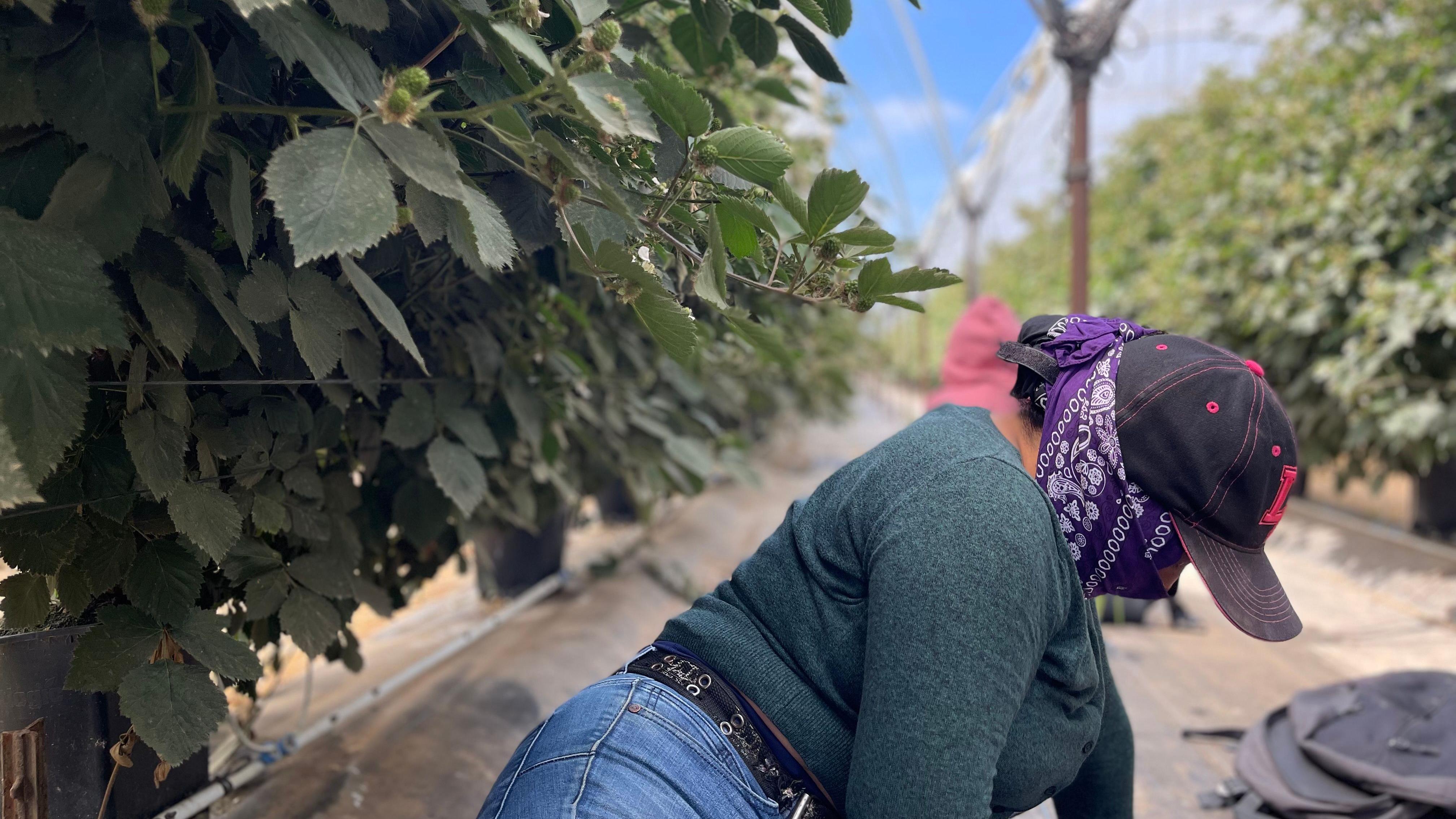 Dos trabajadoras agrícolas migrantes se esconden entre hileras de moreras en Oxnard, California, el 11 de junio de 2025.