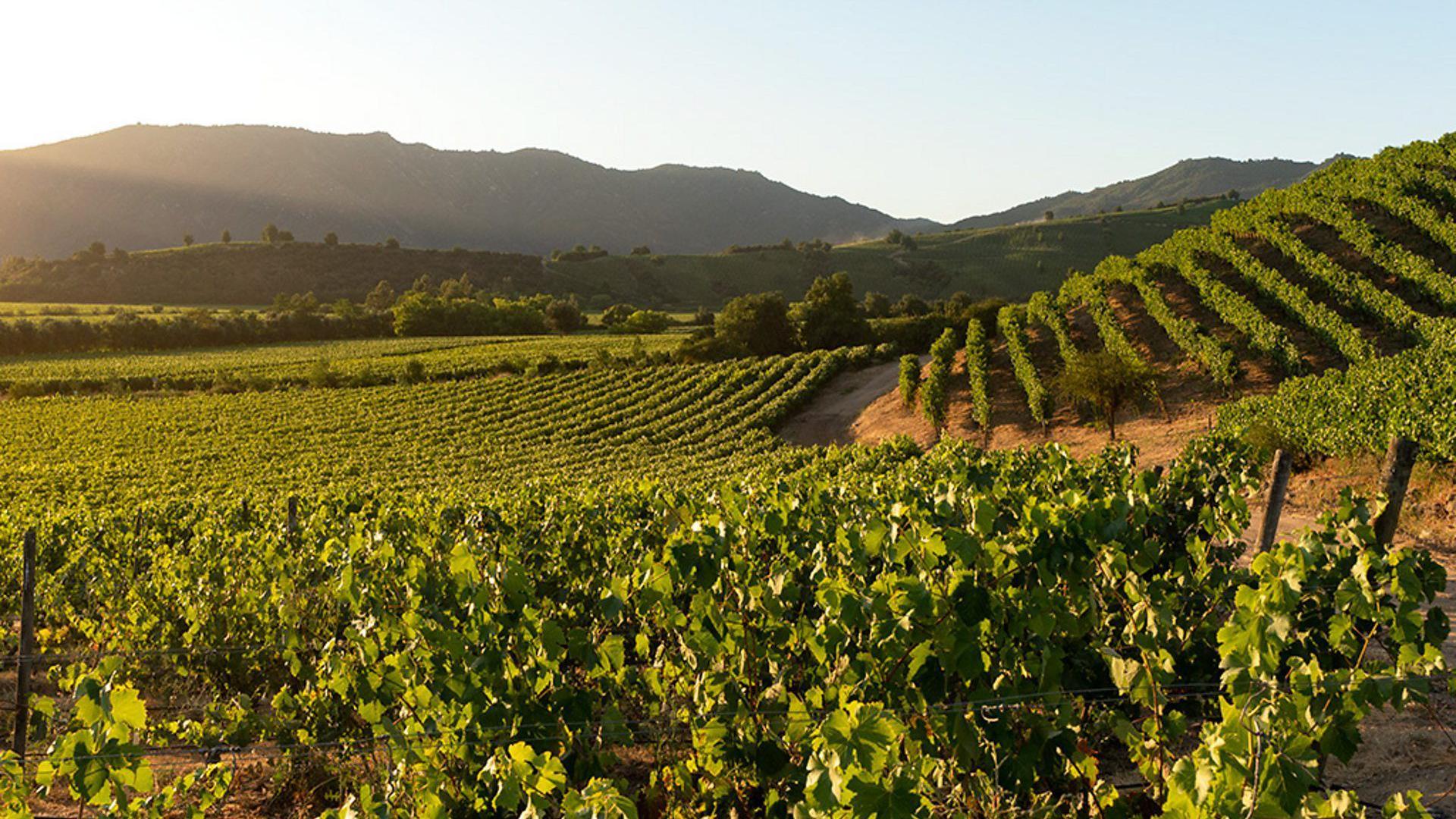 Un viñedo Valle de Colchagua, Chile.