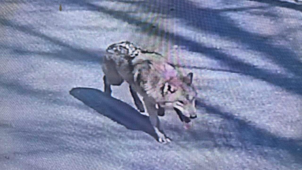 Finding Neukgu: South Koreas viral hunt for a runaway wolf