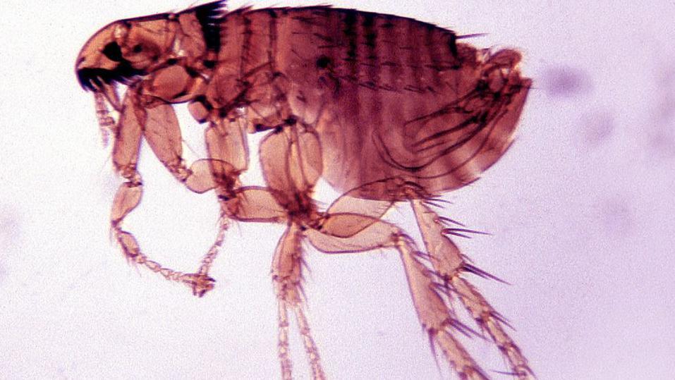 El pequeño insecto sin alas que se alimenta de sangre tiene un color rojo sobre un fondo morado.