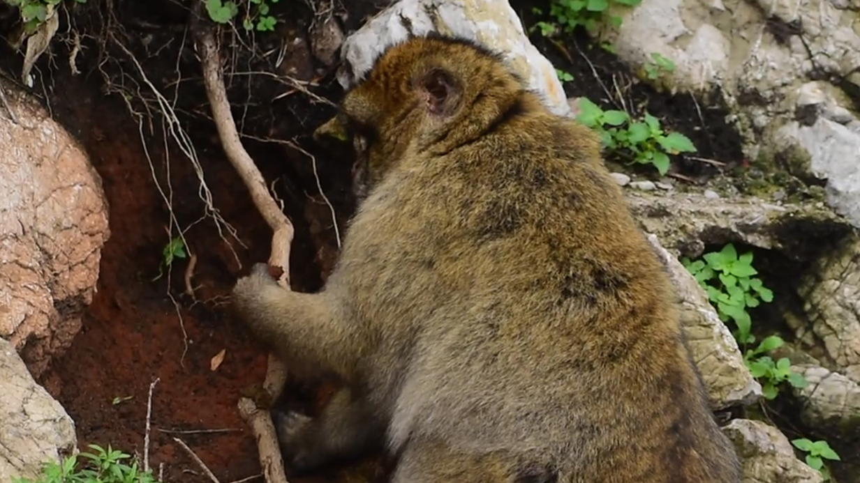 Un macaco, situado junto a raíces y tierra, sostiene tierra en su pata izquierda. Su espalda está orientada hacia la cámara.