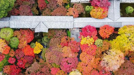 Drveće snimljeno iz vazduha, krošnje različitih boja od crvene, narandzaste i
žute 