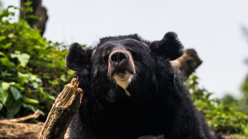 Black bear caught in Japan after days of sightings