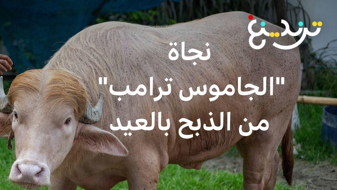 عيد الأضحى: كيف نجا جاموس يدعى "دونالد ترامب" من الأضحية؟ 