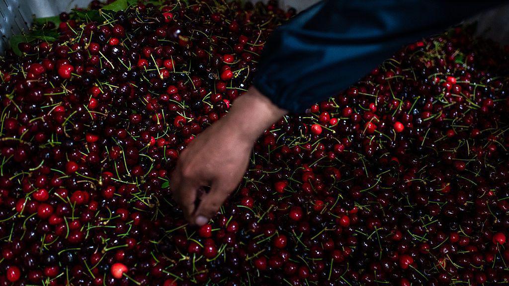 Un trabajador selecciona cerezas en una planta empacadora cerca de la ciudad de Romeral, Chile.