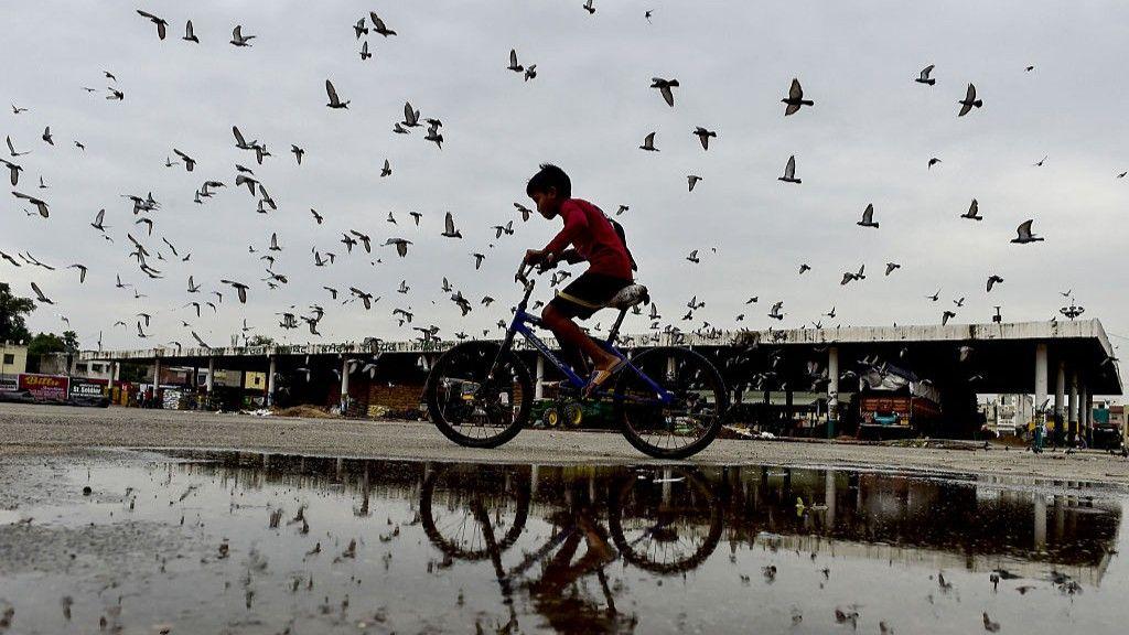 Health v heritage: Pigeon feeding ban sparks debate in India 