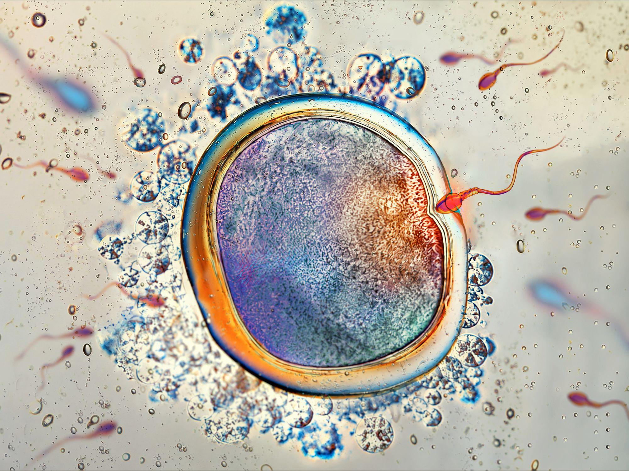 Fecundación de un óvulo humano por un espermatozoide.