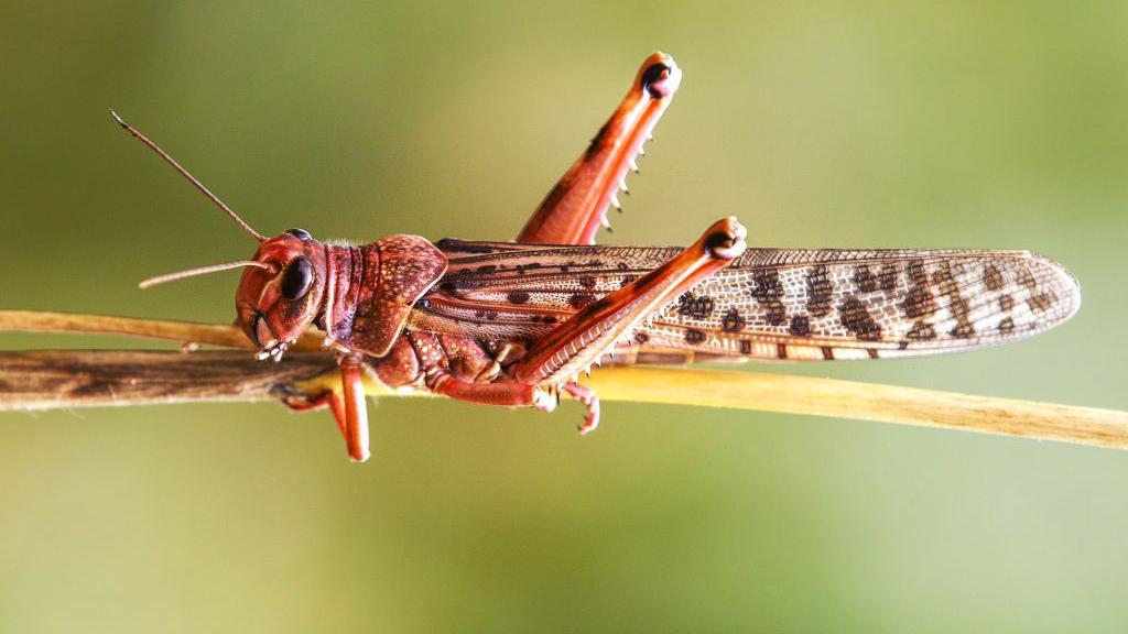 Un saltamontes del desierto de color anaranjado se posa sobre una planta de maíz.
