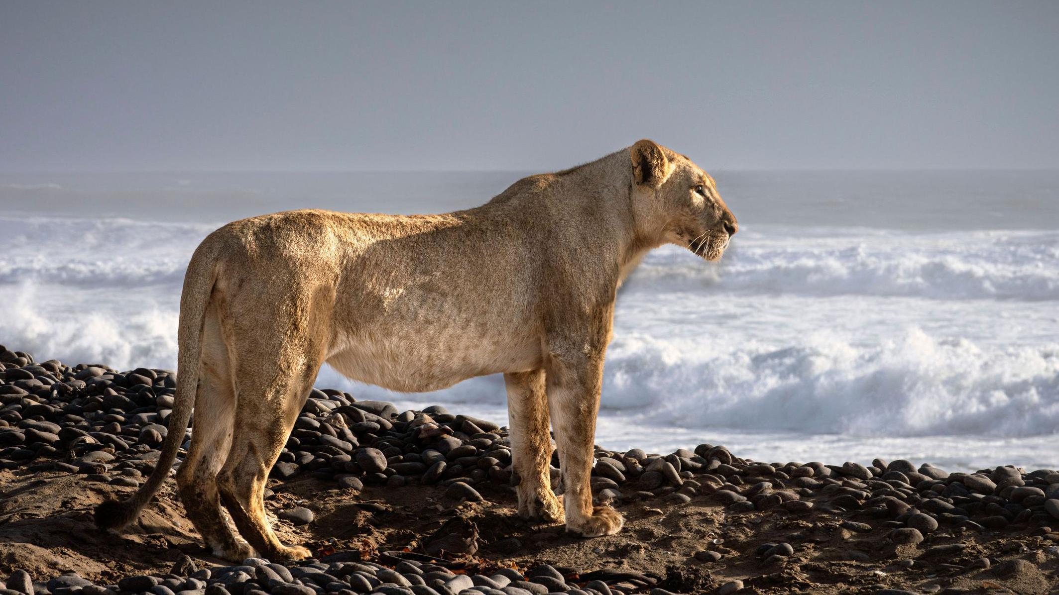 Un león del desierto en Namibia en las costas del Atlántico.