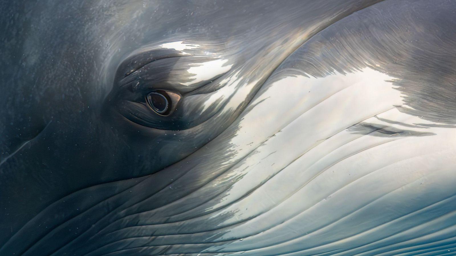 Un plano cerrado del ojo de una ballena minke enana mirando fijamente