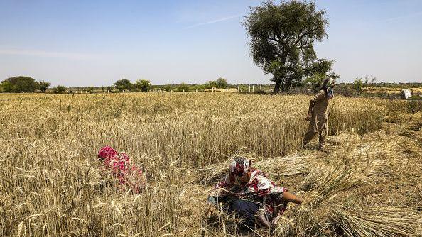 Wheat crop 