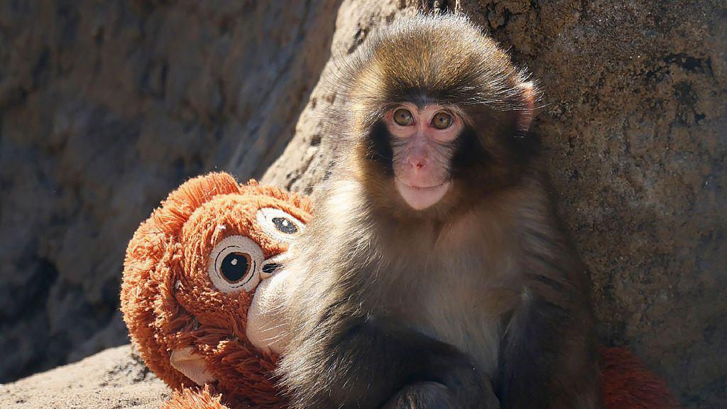 Two men arrested over stunt at enclosure of famed monkey Punch