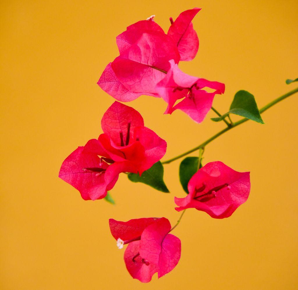 Flores de bugambilia fucsia frente a pared de color amarillo quemado 