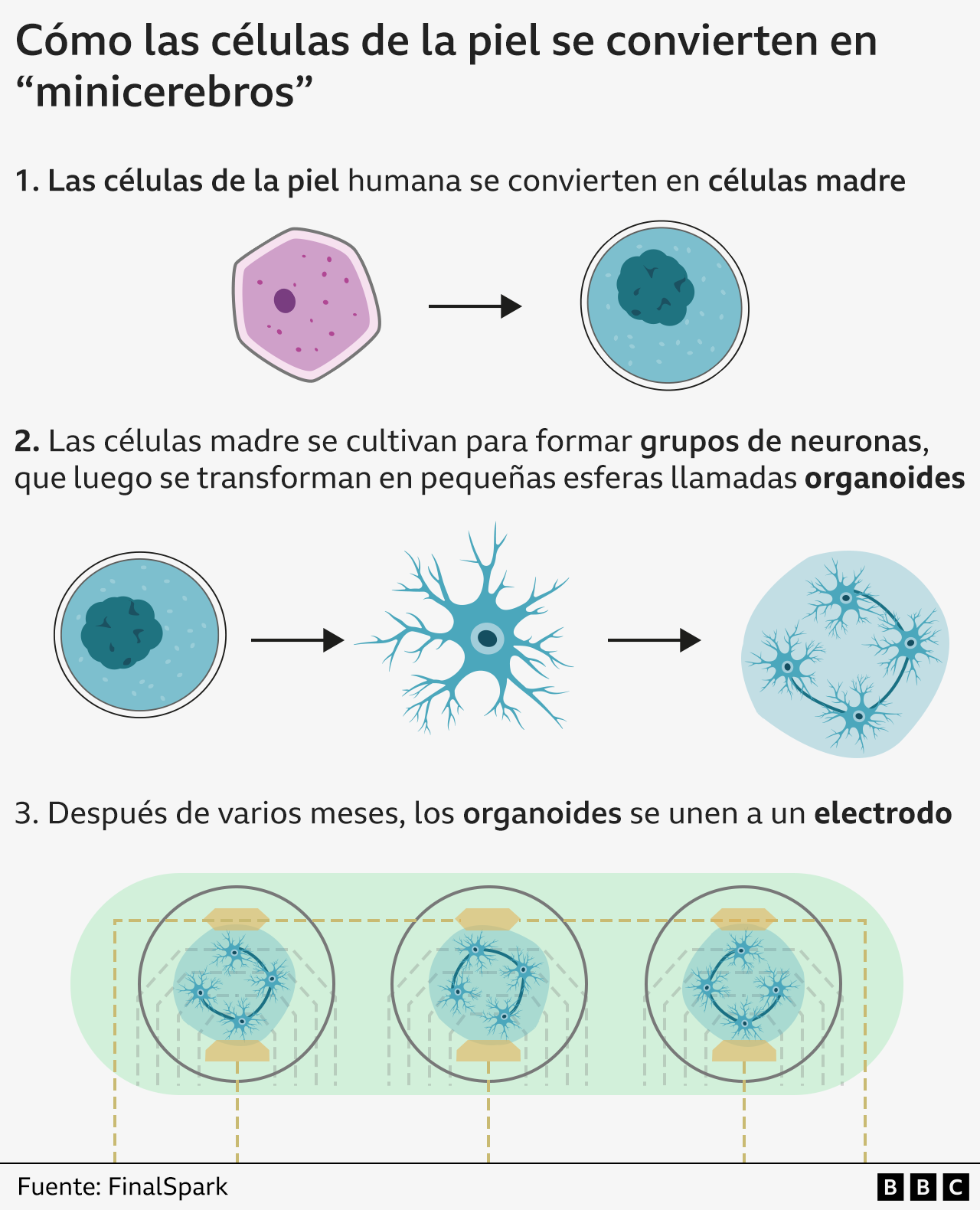 Gráfico que muestra cómo las celulas de la piel se convierten en "minicerebros" 