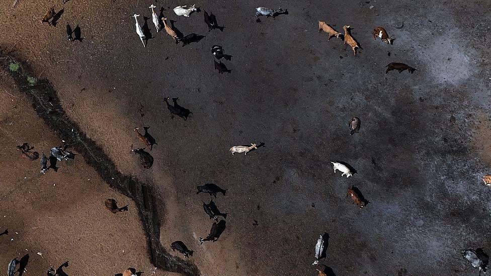 Vista aérea de cabras sobre tierras sin ninguna cobertura vegetal y de color ennegrecido 