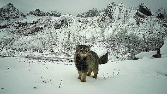 Gato-de-pallas com olhar fixo para uma c&acirc;mera, em meio &agrave;s montanhas
