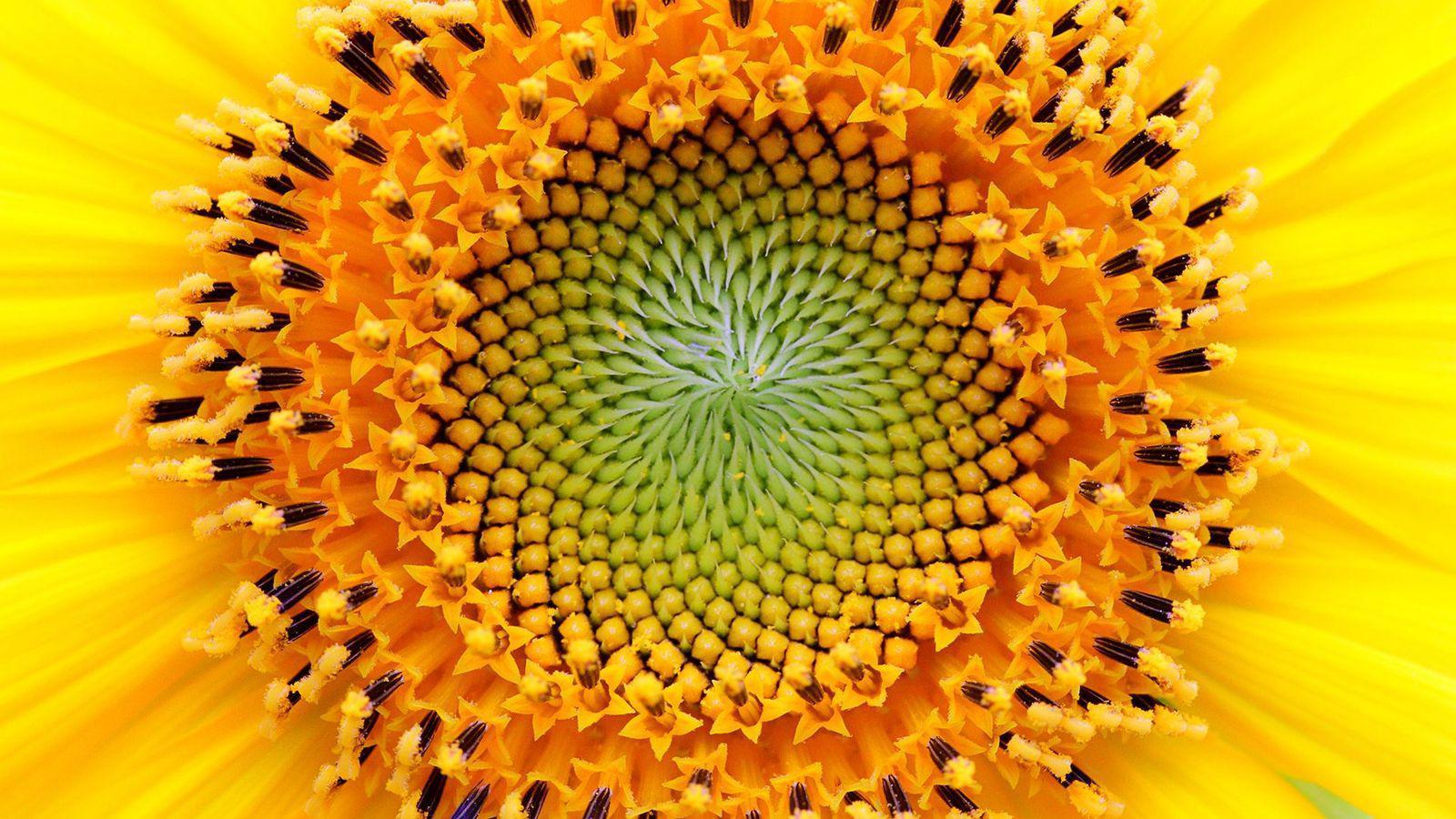 Girasol