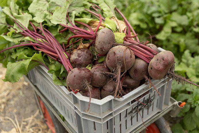 Caixote de beterrabas com folhas no campo