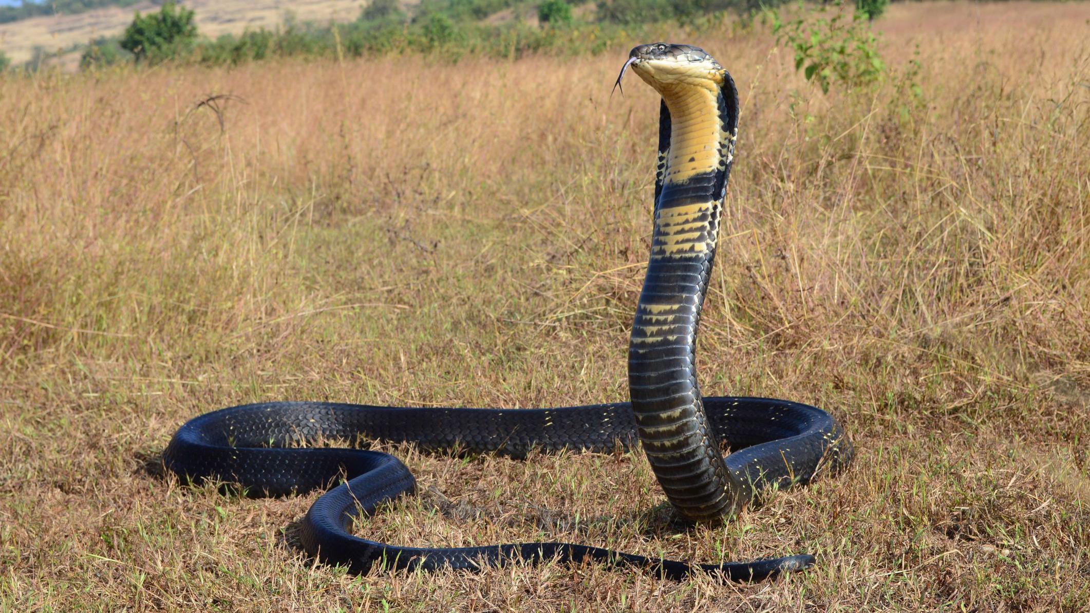 Cobra real