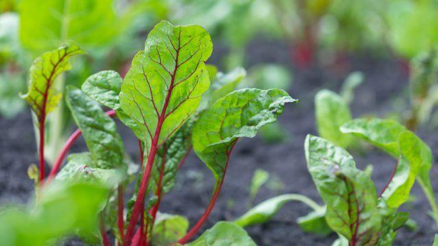 Folhas de acelga vermelha em uma planta&ccedil;&atilde;o