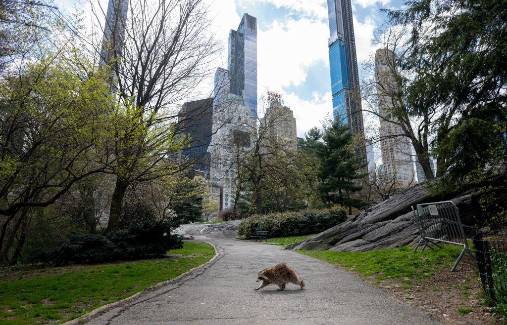 Un mapache cruza un camino pavimentado que cruza el parque central de Nueva York.
