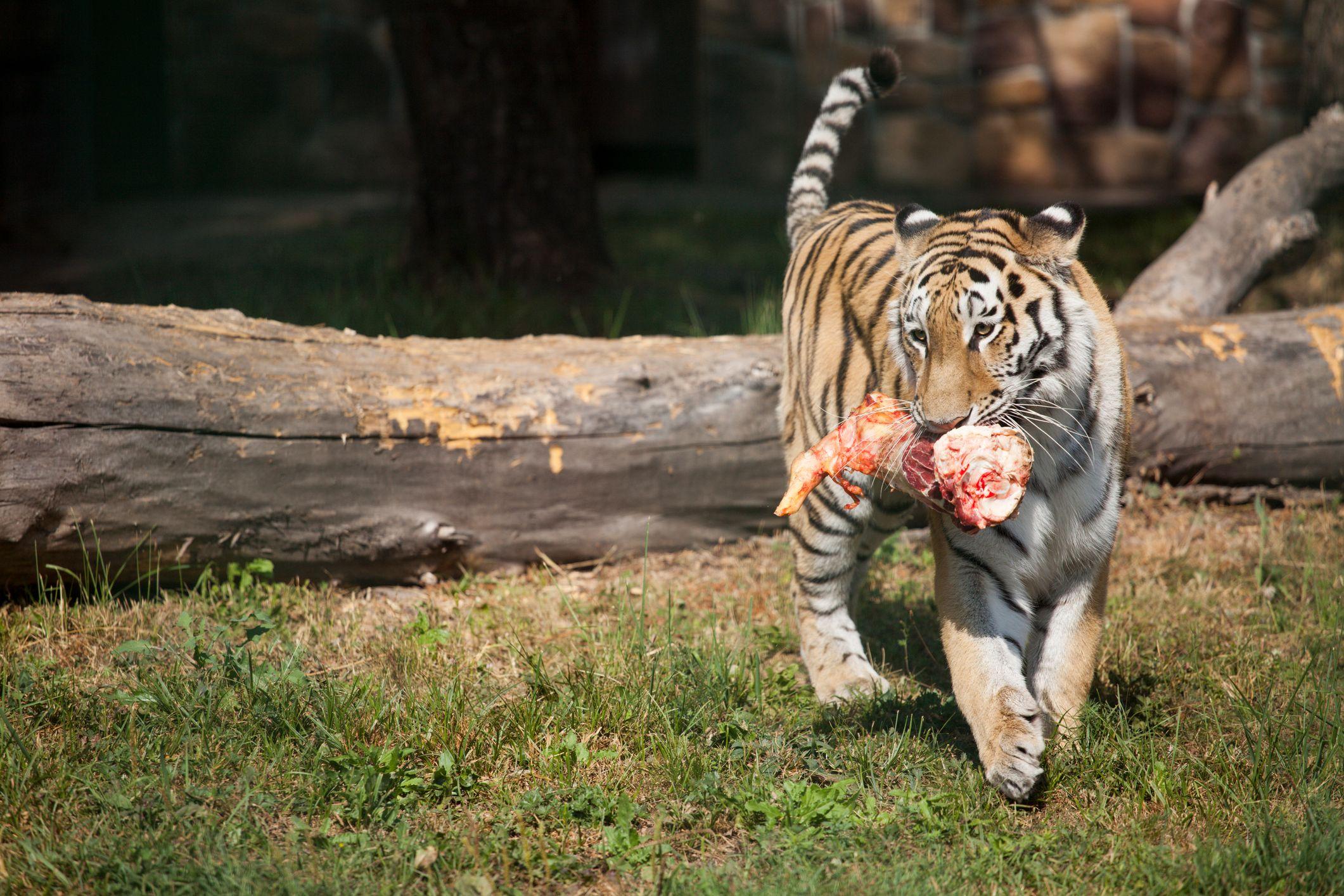 Un tigre sostiene en su boca el hueso con carne de la pata de una presa