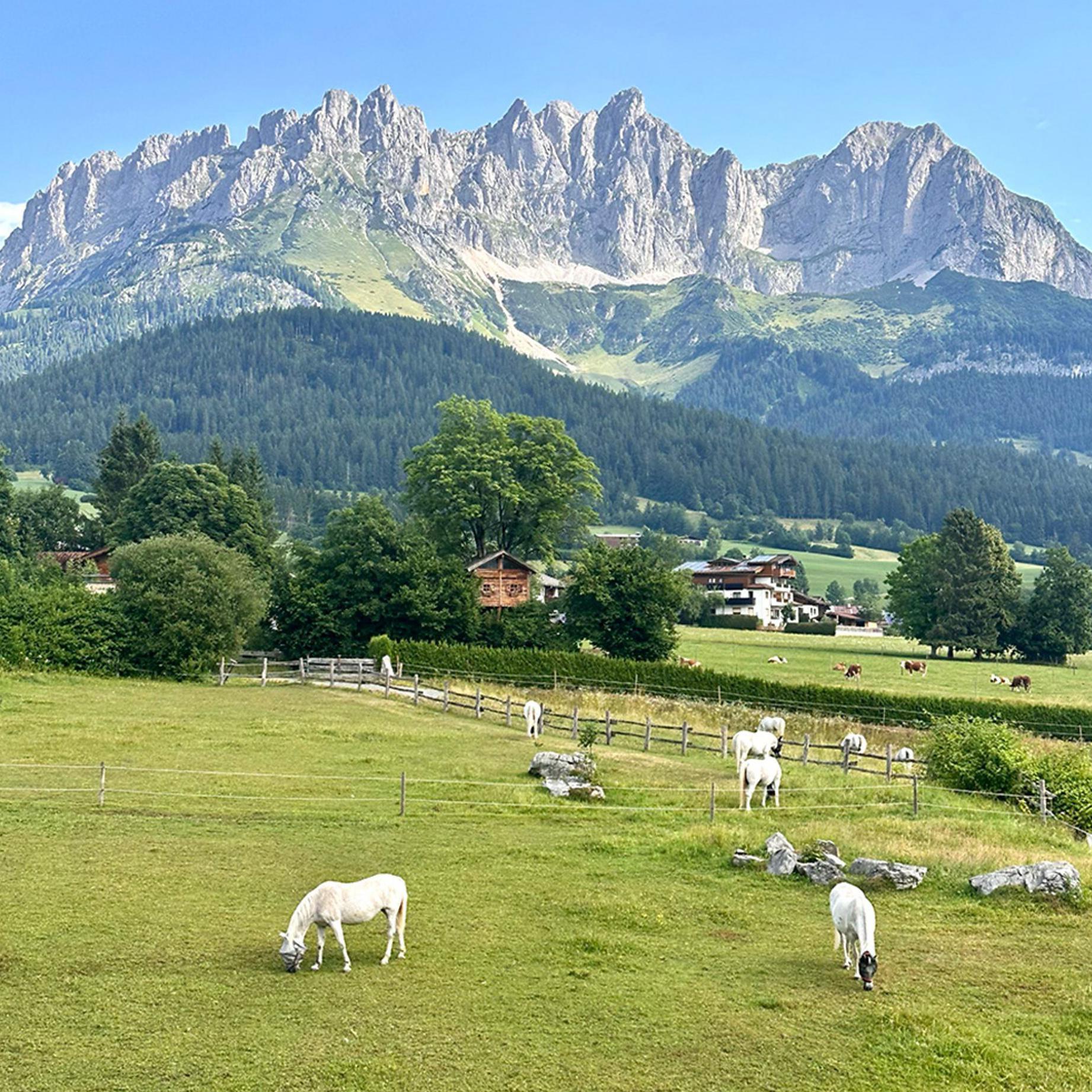 خيول ترعى في مزرعة