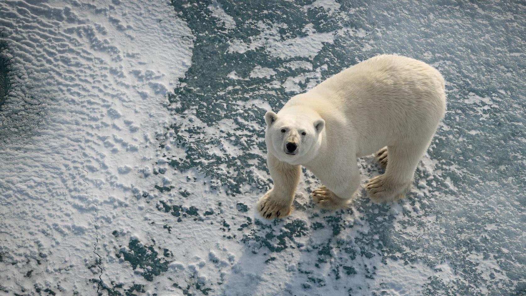 Un oso polar, de pie sobre el hielo marino, desde una perspectiva aérea. Mira directamente a la lente de la cámara. Se pueden apreciar sus enormes patas, especialmente adaptadas, que le proporcionan una plataforma estable, casi como raquetas de nieve, a este imponente oso blanco.