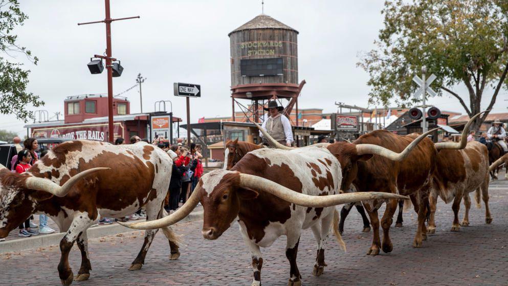 Un vaquero guía una manada de vacas de cuernos largos de Texas en el Distrito Histórico Nacional.