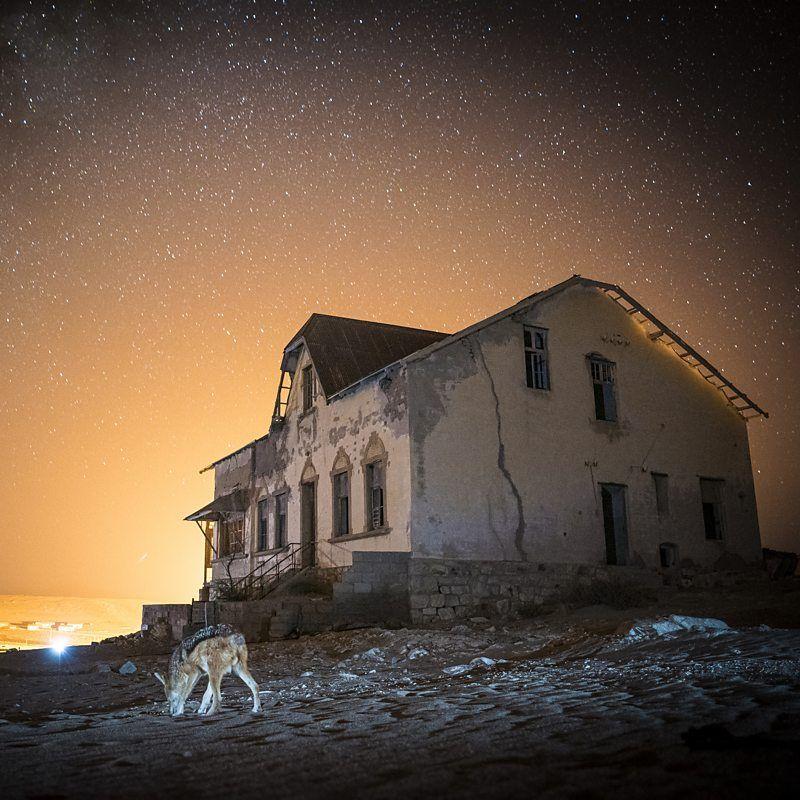 Chacal fotografado perto de uma construção abandonada, ao nascer do sol