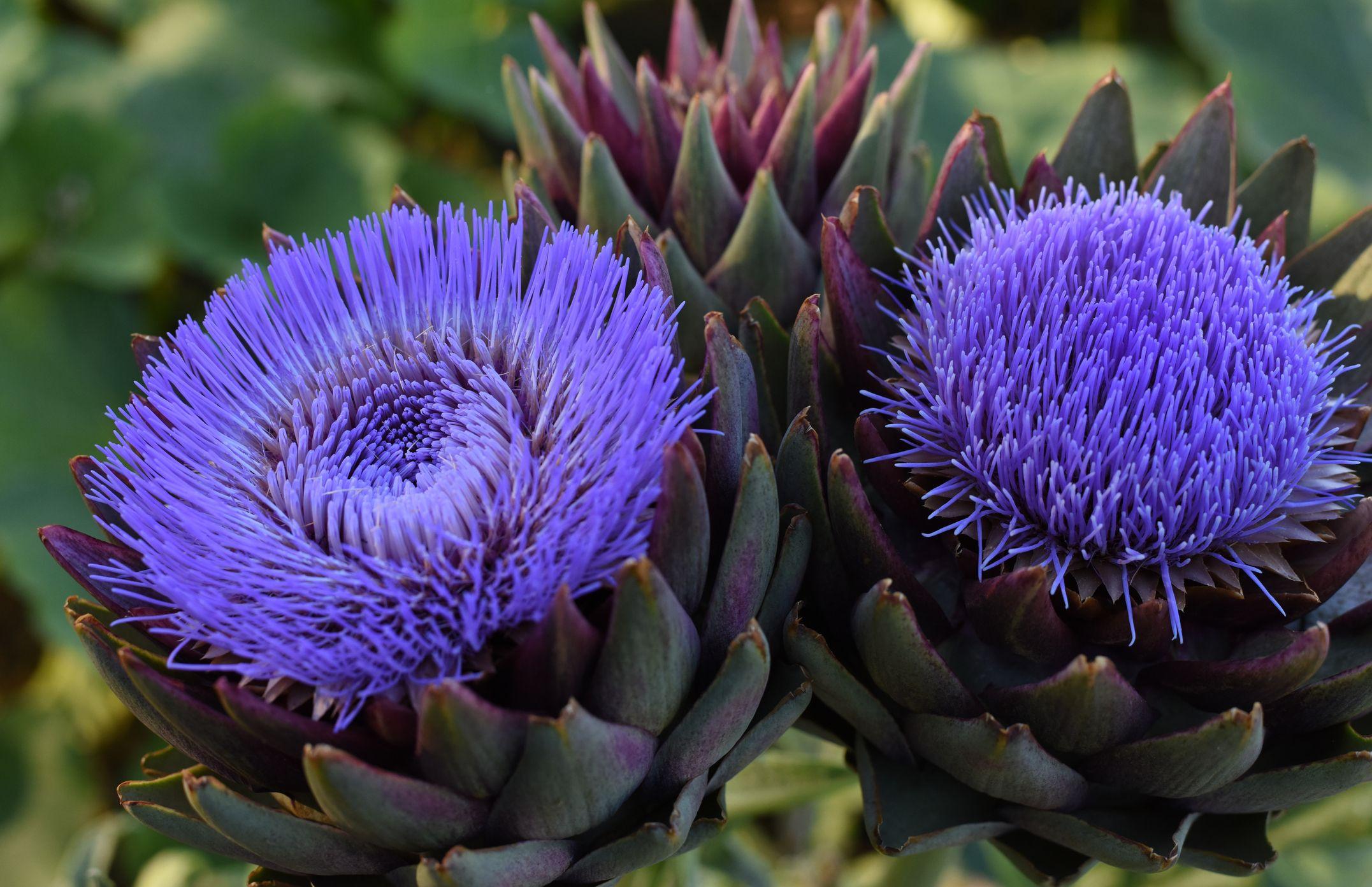 Primer plano de alcachofas (*Cynara cardunculus*) creciendo en un jardín, dos de ellas ya en flor, de color violeta con pétalos delgados. Aún se ven las hojas de la alcachofa.