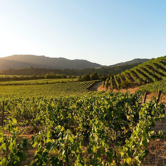 Vin&iacute;colas em encostas montanhosas em dia de sol