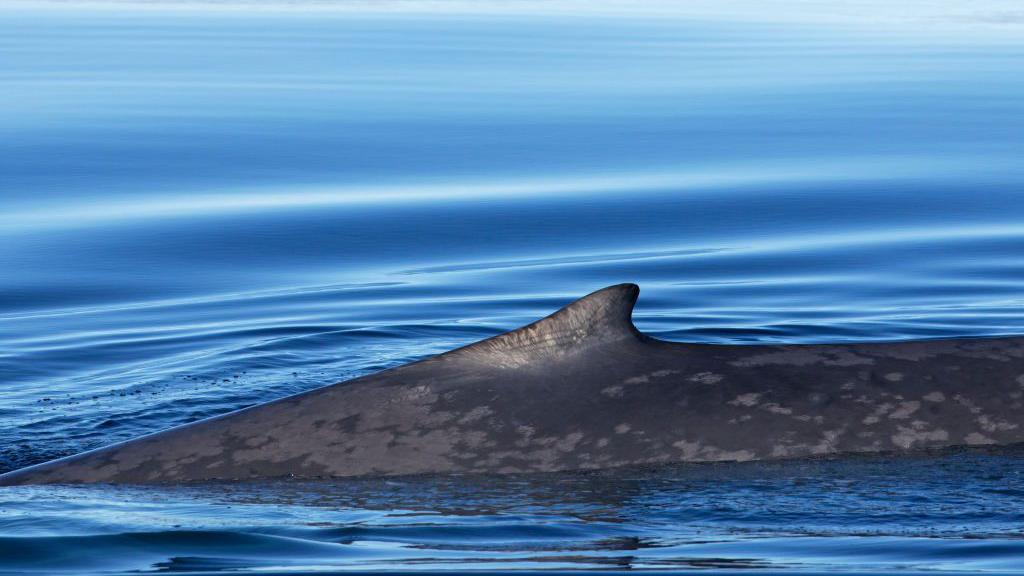 Ballena azul