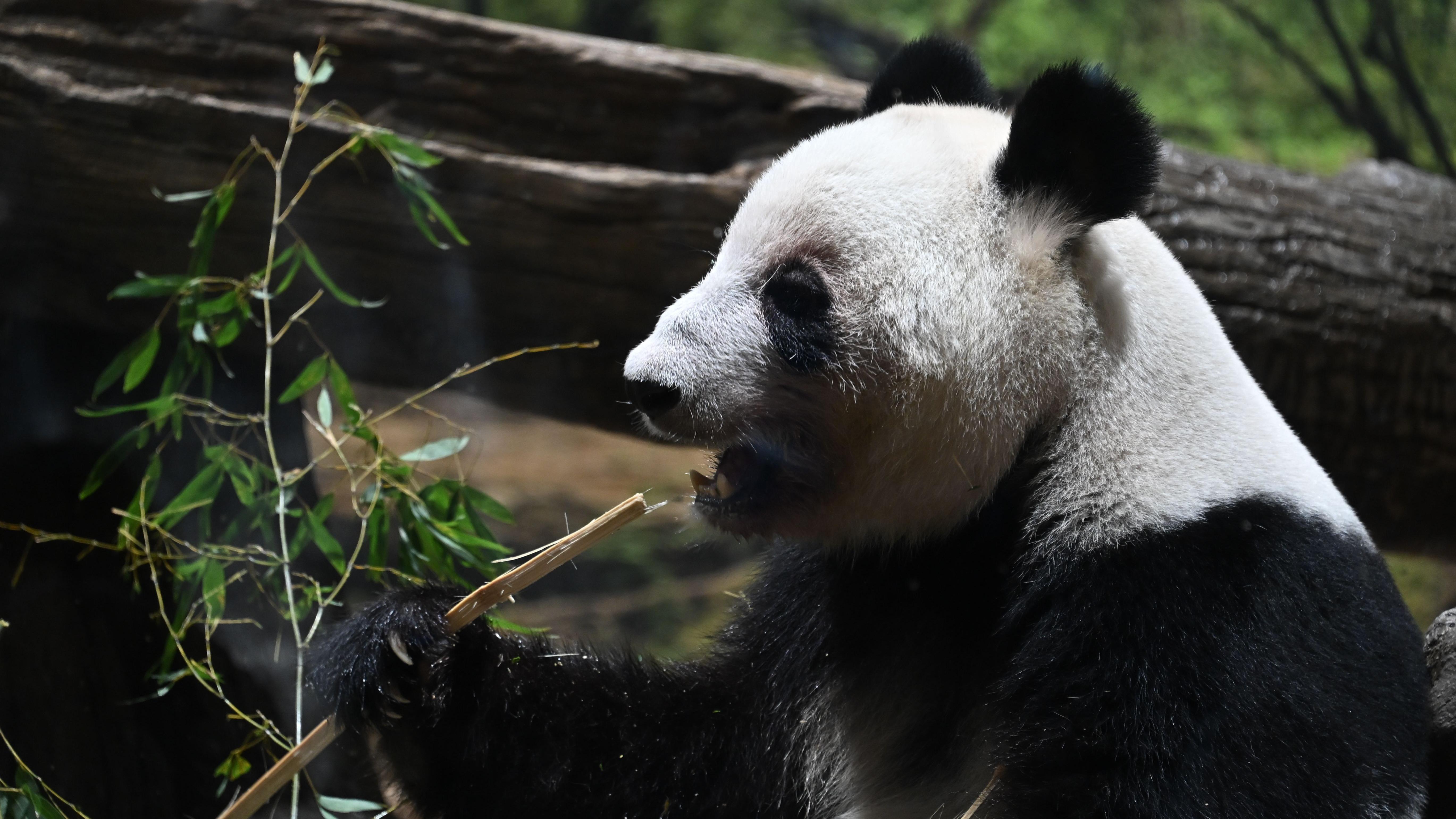 A panda Lei Lei no Zool&oacute;gico Ueno, em T&oacute;quio (Jap&atilde;o), comendo bambu