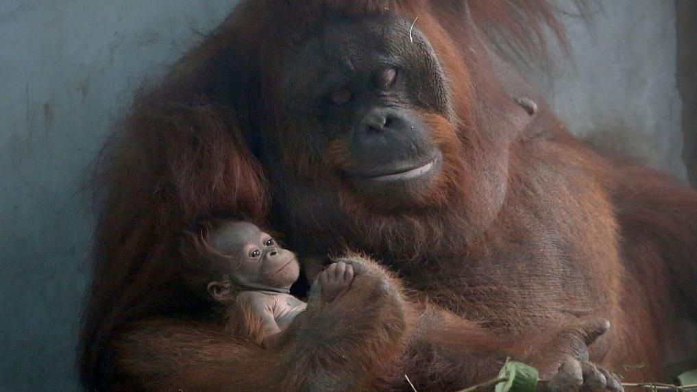 orangutan con su cría