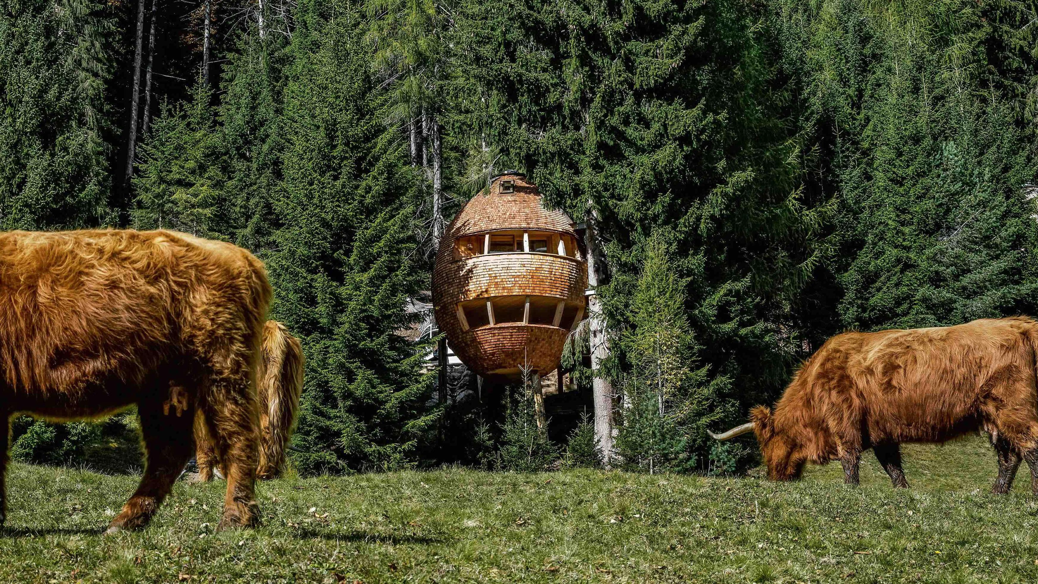 Una casa en forma de huevo se erige entre un bosque de pinos, el cual está detrás de dos yak que pastan en una pradera